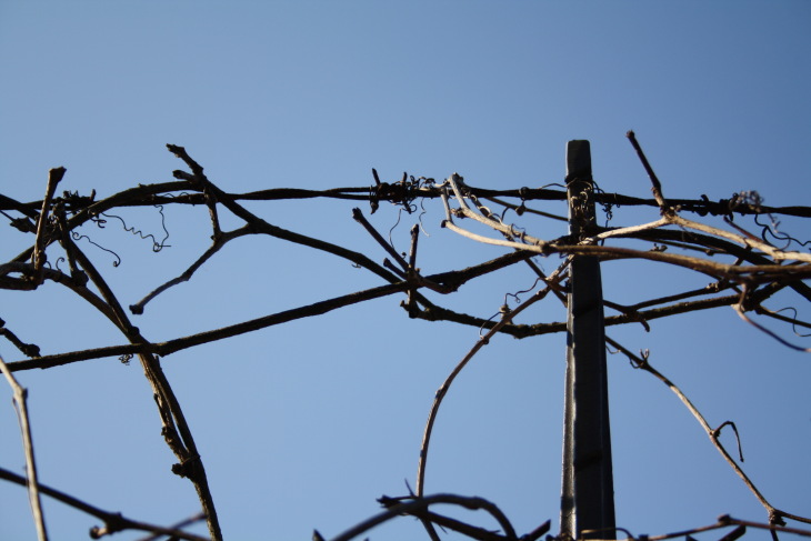 Barbed wire vines