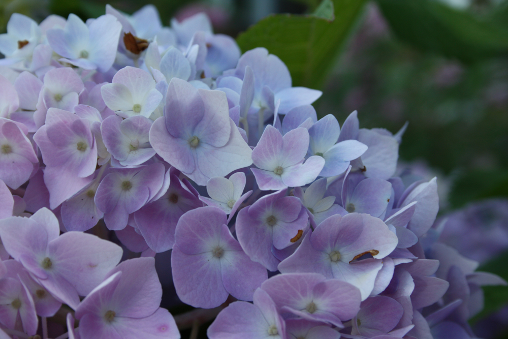 Hydrangeas