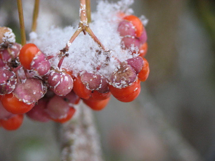 Frozen berries