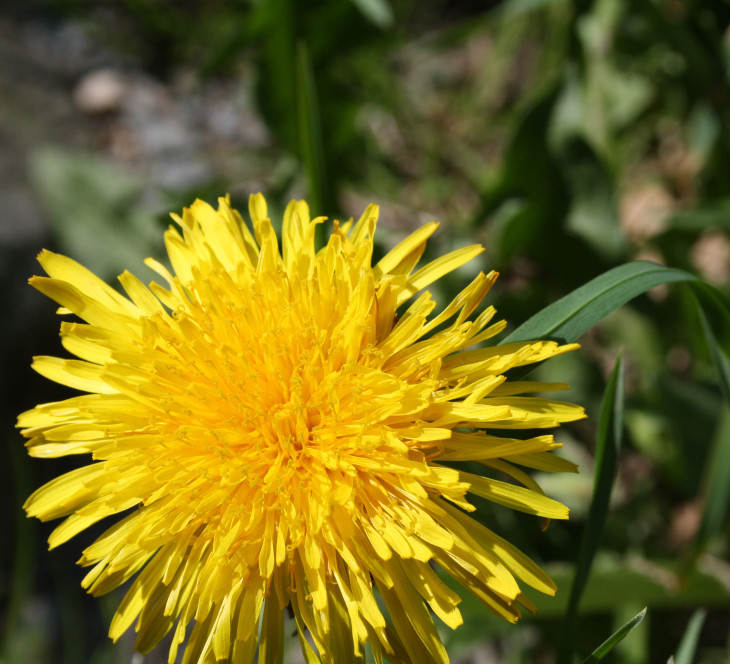 dandelion