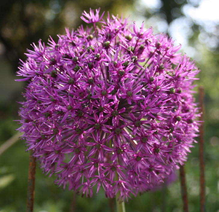 Allium