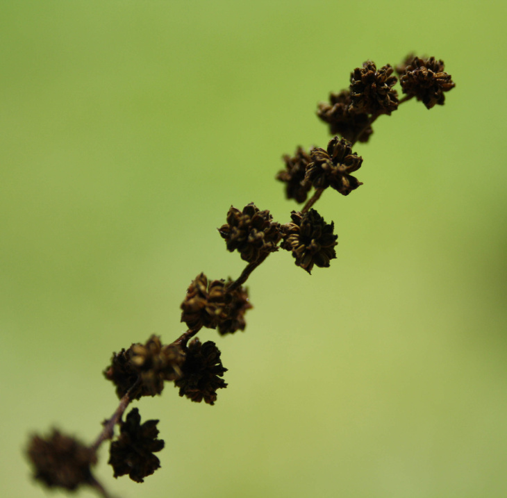 little balls on a stalk