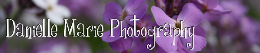 Danielle Marie Photography banner